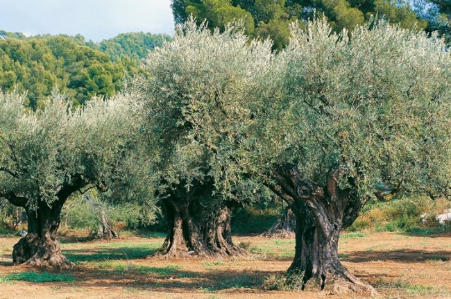 Potatura olivi Pisa e Provincia. TOSCANA POTATURE