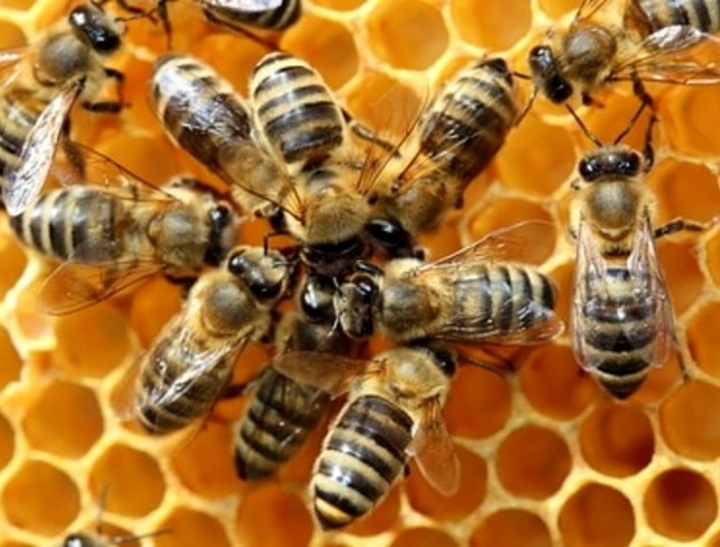 Abilità numeriche: anche le api sanno fare le operazioni