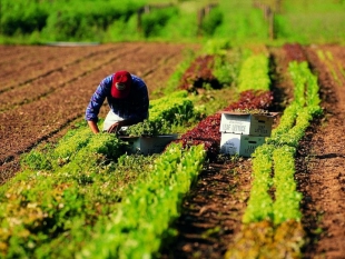 Gli agricoltori non possono chiedere gli ammortizzatori sociali... per un motivo burocratico