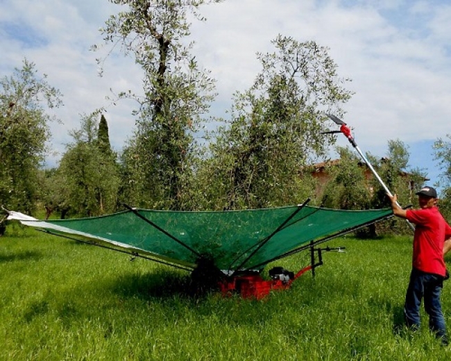 Innovazione nella raccolta delle olive: giornata dimostrativa organizzata da Confagricoltura
