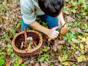 &quot;Raccolta funghi, troppi superano i 3 kg al giorno: in arrivo i risultati delle verifiche&quot;