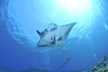 Esemplare di Mobula mobular o Diavolo di mare impigliato nelle reti da pesca al largo di Monterosso