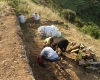 I volontari ripristinano tre muretti a secco nelle Cinque Terre (foto)