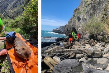 Capriolo cade in mare: salvo grazie al Soccorso Alpino