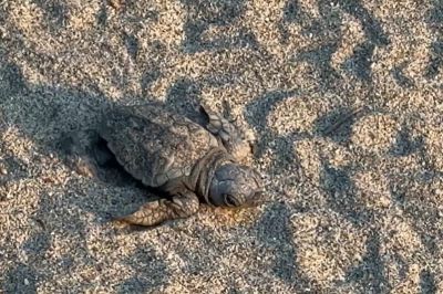 43 tartarughe Caretta caretta sono nate a Laigueglia