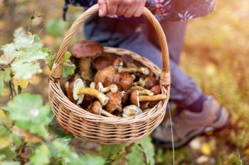 Non rischiare: per essere sicuro della bontà dei funghi raccolti affidati agli esperti