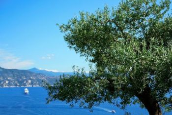 Cecidomia nel levante ligure, olivicoltura a rischio