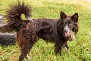 &quot;Le adozioni devono essere consapevoli. Da noi nessuno viene e si porta via il cane, va fatto un percorso&quot;