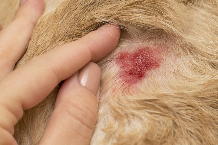 Infestazione da funghi & acari nel cane - Prurito nel cane