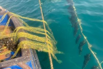 Il Comune di Lerici al fianco dei mitilicoltori