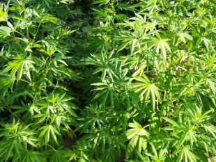Rocchetta di Vara, i carabinieri scoprono piantagione di marijuana