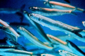 Il pesce sintetico fa storcere il naso: il 68% degli italiani non si fida