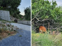 &quot;Presto nelle campagne ci saranno più animali selvatici che lavoratori&quot;