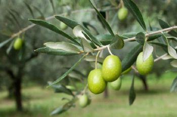 Danni causati dalla siccità, CIA Liguria chiede il riconoscimento anche per il settore olivicolo
