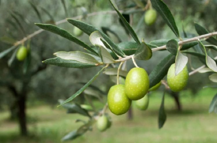 Danni causati dalla siccità, CIA Liguria chiede il riconoscimento anche per il settore olivicolo