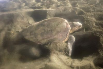 Tartaruga marina nidifica a Levanto, Legambiente: &quot;Ottima notizia, sia stimolo alla tutela del mare&quot;