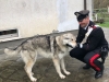 Ritrovato Wolf, il cucciolo di cane lupo era intrappolato in un laccio posizionato da bracconieri