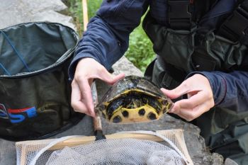 Monterosso: carabinieri trovano una tartaruga dalle orecchie gialle, specie esotica invasiva