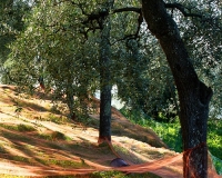 Confagricoltura Liguria: &quot;Sì al marchio DOP per la taggiasca, per difenderne la qualità e promuoverne l&#039;eccellenza. Poi serve una riorganizzazione strutturale dell&#039;intero comparto olivicolo&quot;