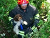 Cagnolina in difficoltà: la soccorrono i Vigili del Fuoco