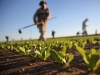 Stop all&#039;IMU agricola per i pensionati