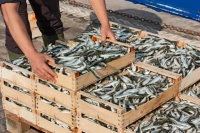 Demanio marittimo, aumentano i canoni per i pescatori e Coldiretti lancia l&#039;allarme