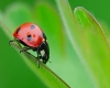 Biodiversi-ché? Comunicare l&#039;ambiente nell&#039;era dell&#039;iper-informazione