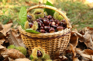 Castagne: la farina Dop batte anche il Covid, stagione d&#039;oro in Lunigiana