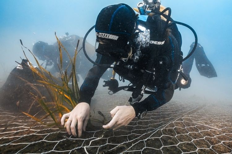 GREEN SEA PROJECT: piantate le prime talee di Posidonia oceanica nella prateria sottomarina di Monterosso