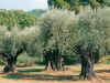 Recupero degli oliveti abbandonati, bando della Provincia ancora aperto