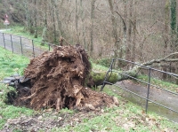 Pignone, il vento ha sradicato un grosso albero