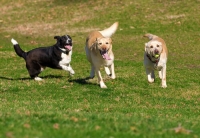 Aree sgambature cani, previsti interventi di riqualificazione