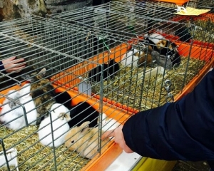 La Spezia, stop alla vendita di animali nelle fiere. Ma solo dal 2019