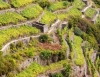 I Vini delle Cinque Terre si distinguono per bontà e capacità di raccontare il territorio