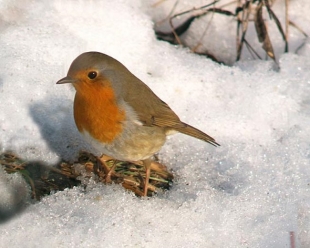 Un Natale per la Natura con i regali firmati LIPU