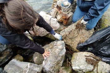 Interventi dei biologi per l&#039;operazione mare pulito 2023