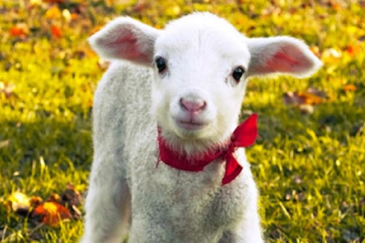 Gazebo del Comitato Antispecista Maggiolina contro la mattanza degli agnelli per Pasqua