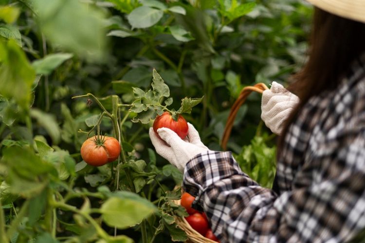 Bando a sostegno dell'agricoltura biologica