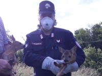 Cuccioli di capriolo perdono la mamma, salvati dai Carabinieri Forestali