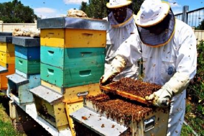 Aumentano i fondi stanziati da Regione Liguria per l'apicoltura