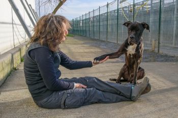 Cani e gatti non sono giocattoli: i volontari ci raccontano la vita nel canile e cosa significa adottare un animale (foto e video)