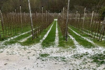 Clima: grandinata improvvisa danneggia coltivazione preziosa mela rotella, meteo pazzo in Lunigiana