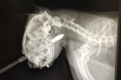 Gatto colpito e ferito dal dardo di una balestra