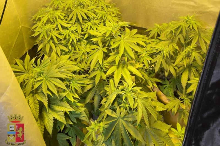 Coltivava marijuana in salotto: denunciato dalla Polizia di Stato