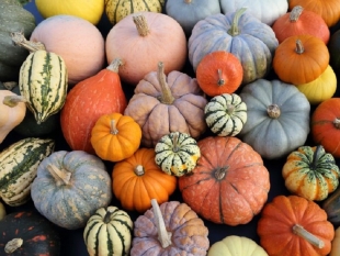 Halloween: niente scheletri nell&#039;armadio con la zucca made in Liguria