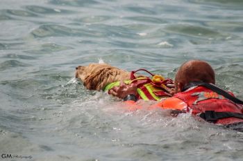 Cane da salvataggio muore dopo una dimostrazione in mare