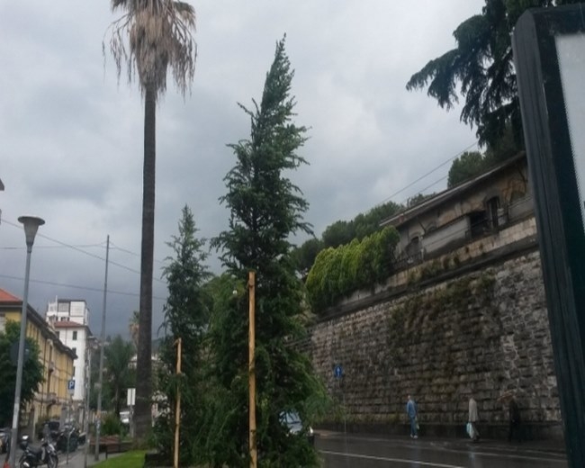 Mobilità e Parcheggi: piantati due nuovi alberi in piazza Caduti del Lavoro