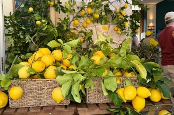 Oggi Monterosso si colora di giallo per la Festa del Limone