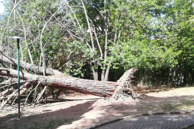 Crolla un pino al Parco di via Bellini