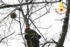 I Vigili del Fuoco intervengono a Bracchetto per rimuovere nido di vespe velutine